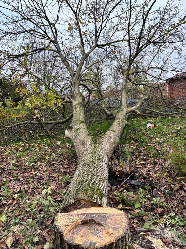 Baumfällungen & Wurzelfräsen