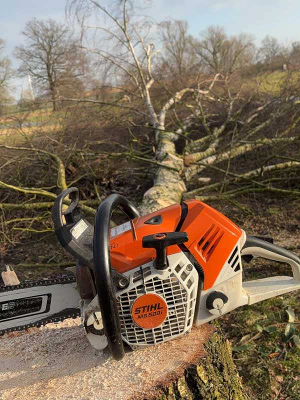 Baumfällung Herford