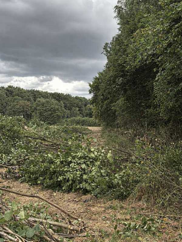 Rodungsarbeiten Herford